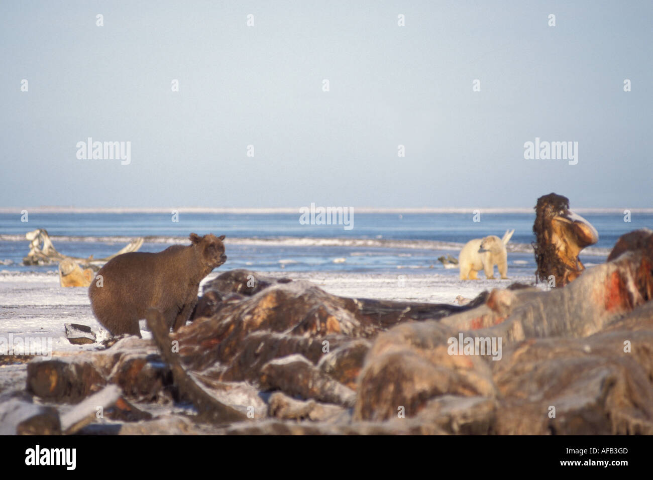 brown-bear-ursus-arctos-grizzly-bear-ursus-horribils-scavenging-on-a