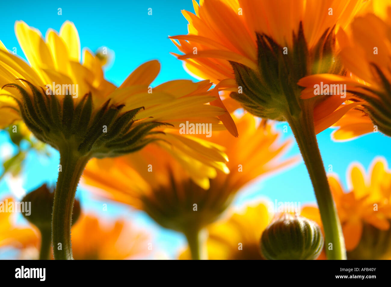 Beautiful orange wild flowers Stock Photo Alamy