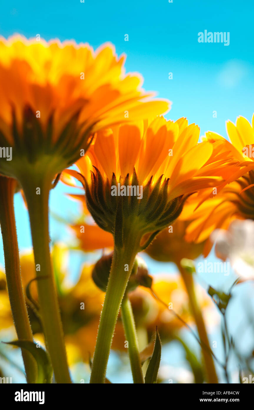 Orange yellow daisy flowers Stock Photo Alamy