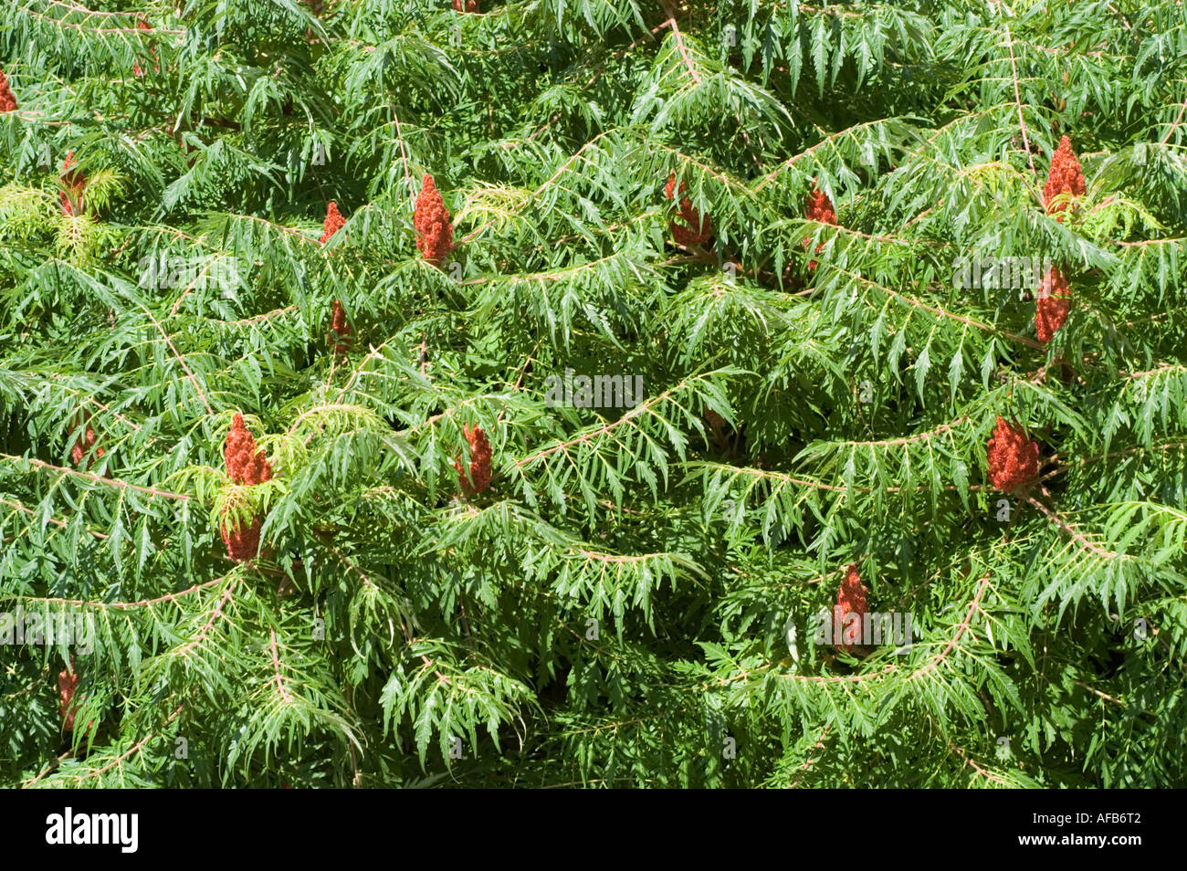 Staghorn Sumac Vinegar Tree Anacardiaceae Rhus typhina Stock Photo