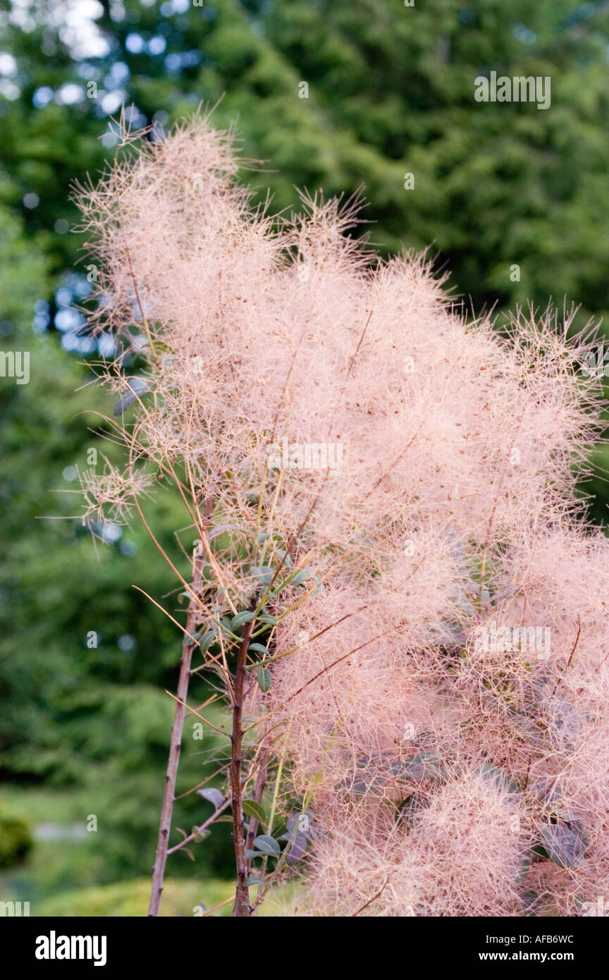 Pink smoke tree or smoketree Anacardiaceae Cotinus coggygria Purpureus Stock Photo Alamy