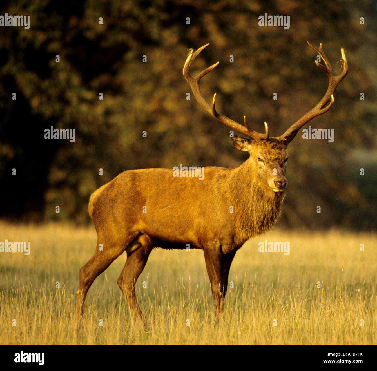 Fountains Abbey Deer Park, Studley Royal, North Yorkshire, England, UK