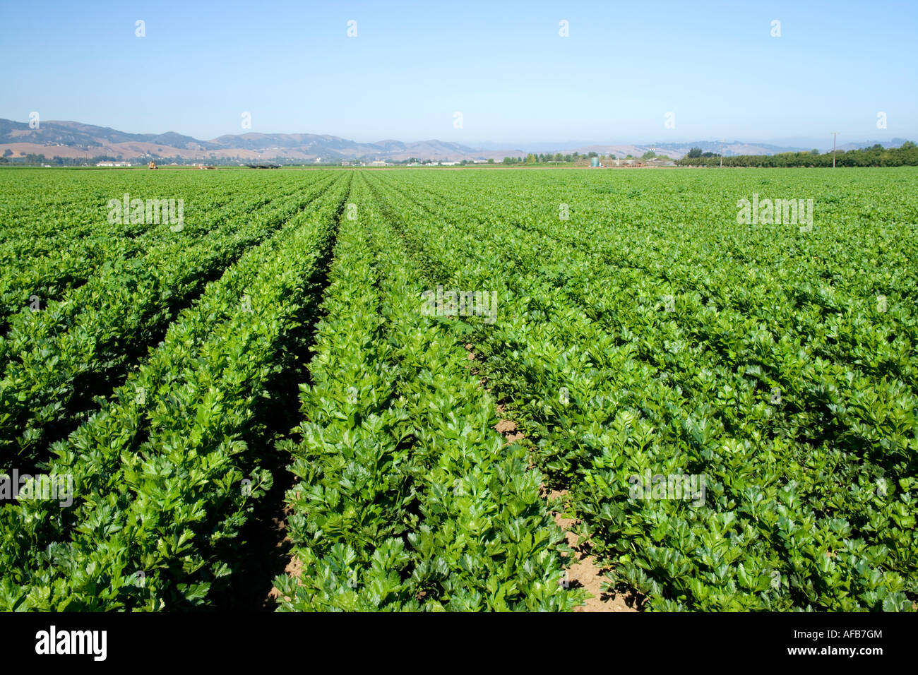 Celery growing in field Stock Photo Alamy