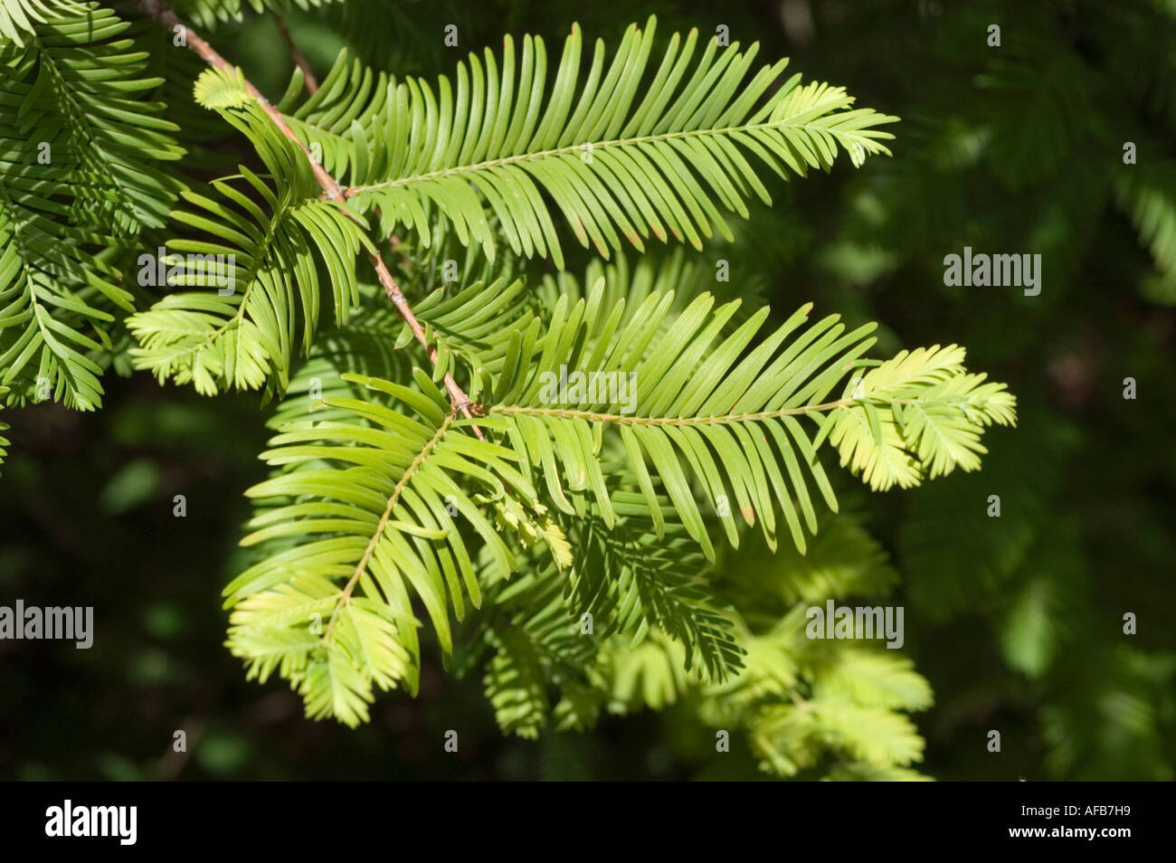 Leaves of Dawn Redwood tree Taxodiaceae Metasequoia glyptostroboides ...
