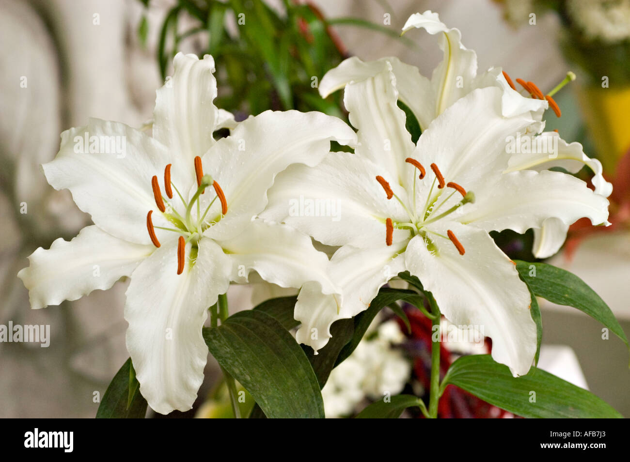 Flower arrangement of white daylily or day lily Bahia Blanca lilaceae lilium Stock Photo