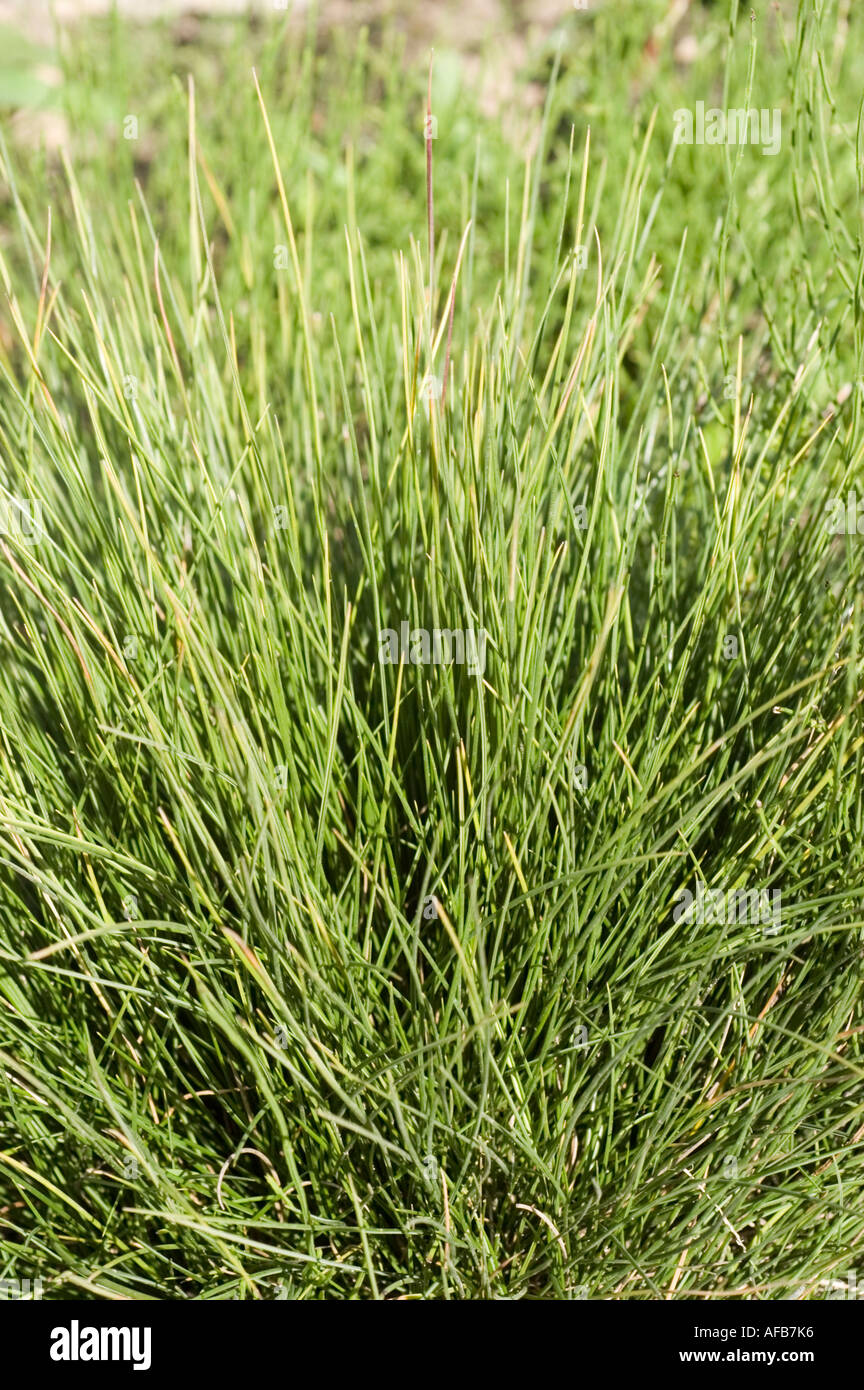 Carpathian grass Poaceae Festuca versicolor Stock Photo