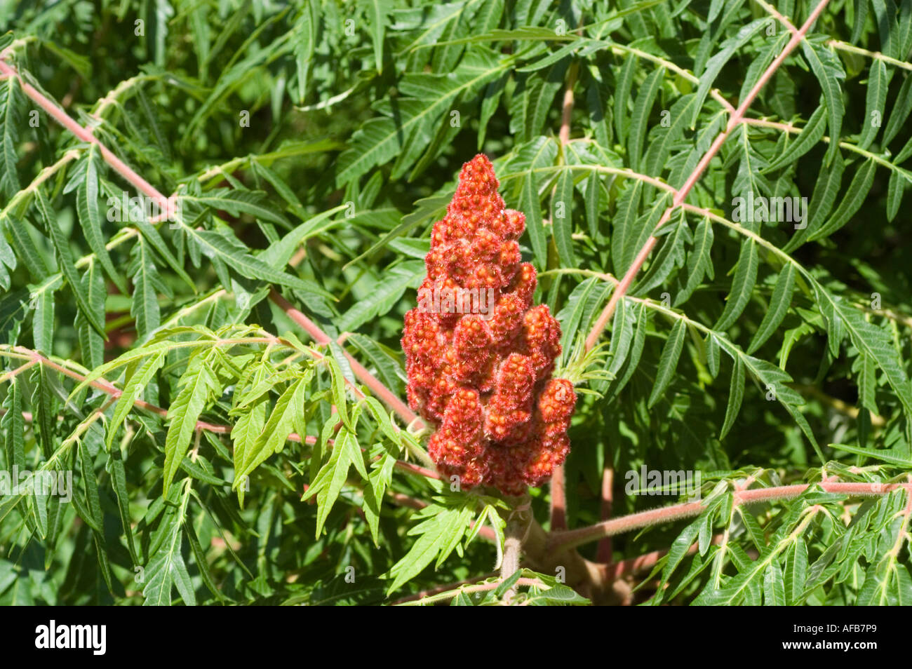 Staghorn Sumac Vinegar Tree Anacardiaceae Rhus typhina Stock Photo Alamy