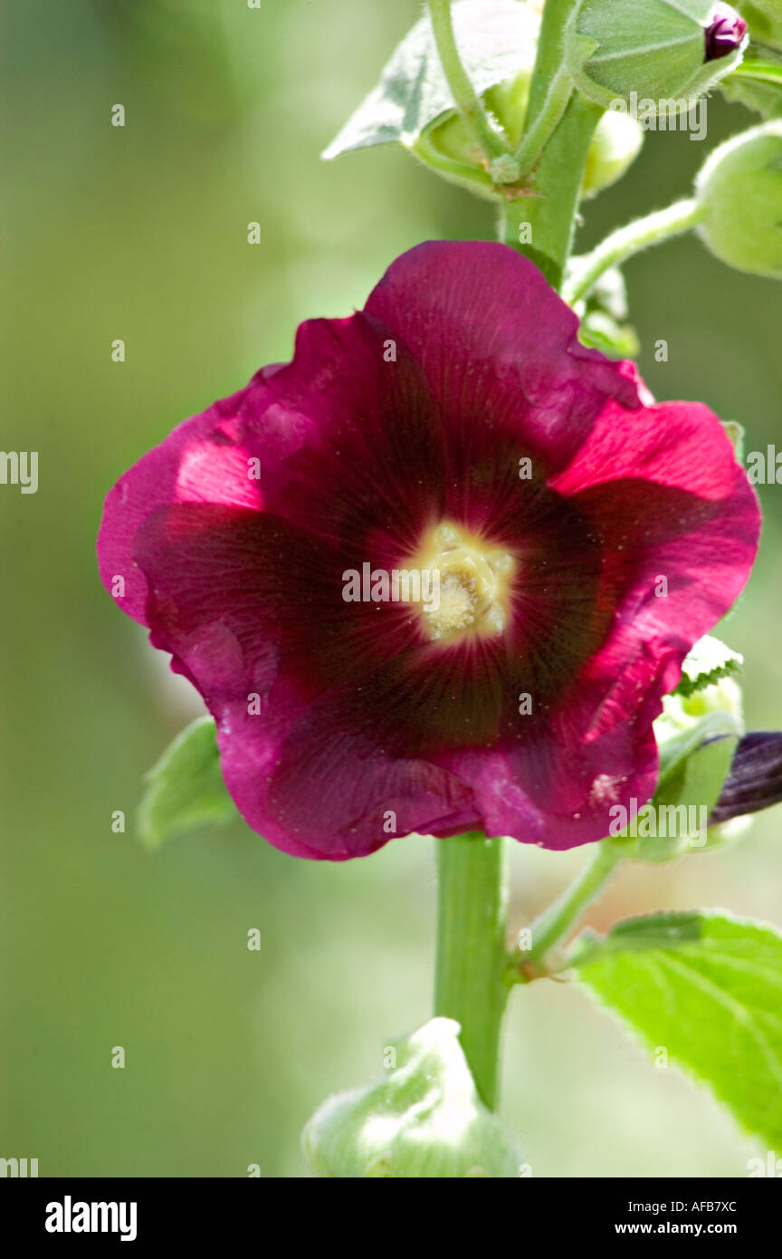 Black Hollyhock flower closeup Malvaceae Alcea Rosea Nigra Stock Photo
