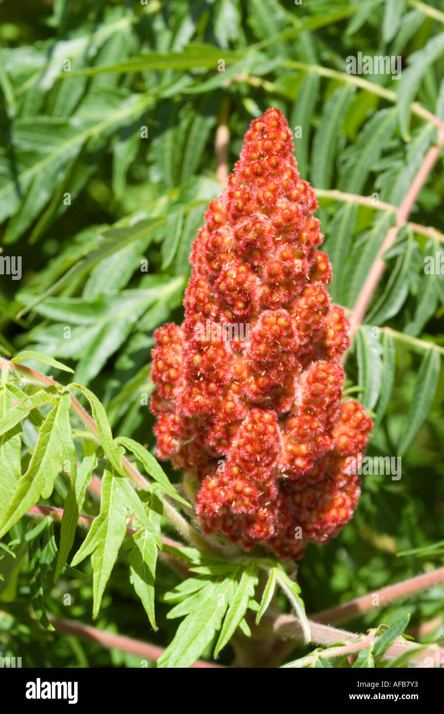 Staghorn Sumac Vinegar Tree Anacardiaceae Rhus typhina Stock Photo Alamy