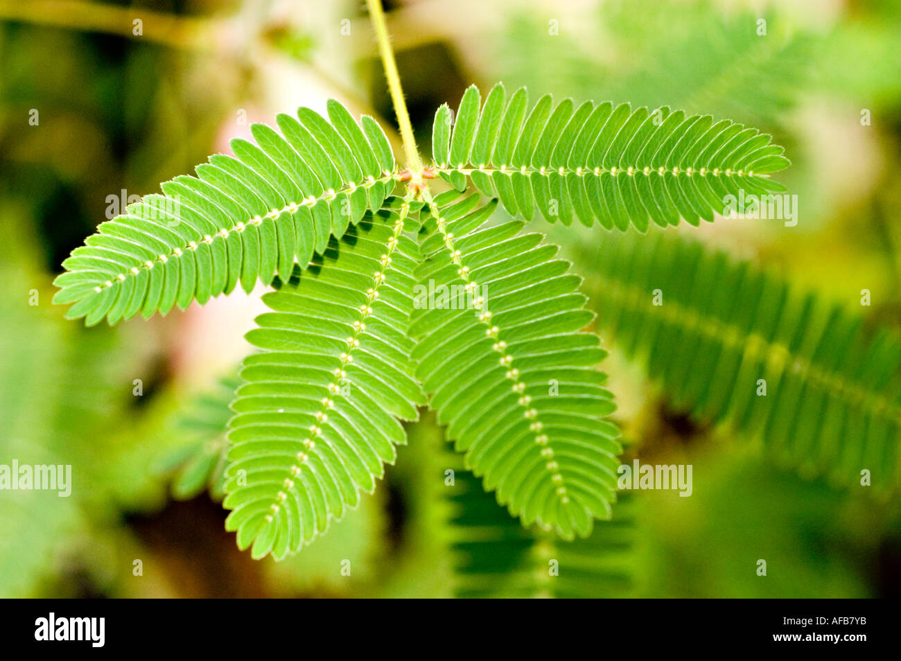 Sensitive Plant or Sleeping Grass before touching Fabaceae Mimosa pudica  Stock Photo - Alamy