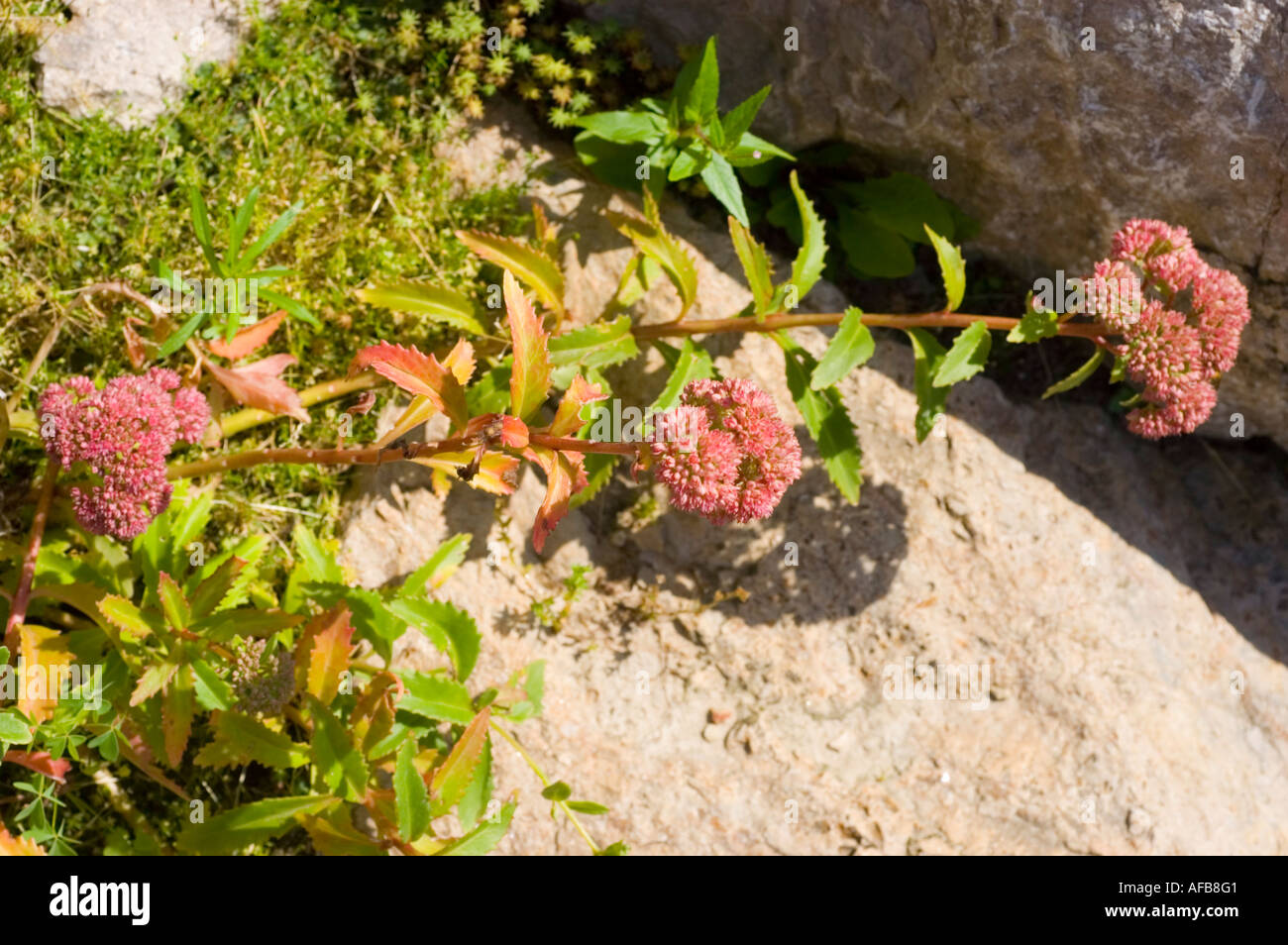 Stonecrop flower from Carpatian mountains Crasullaceae Sedum fabaria Stock Photo