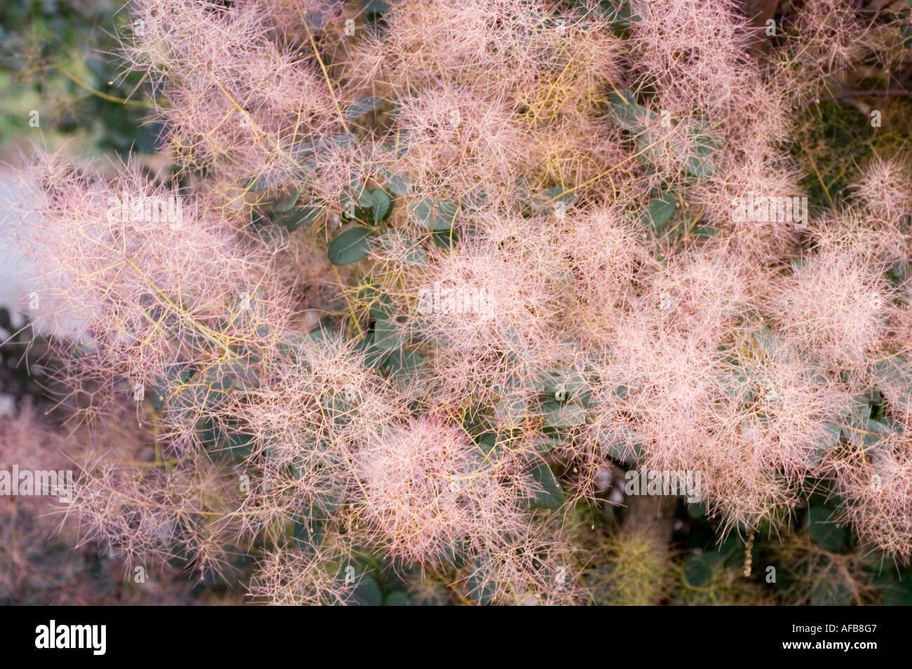 Pink smoke tree or smoketree Anacardiaceae Cotinus coggygria Purpureus ...