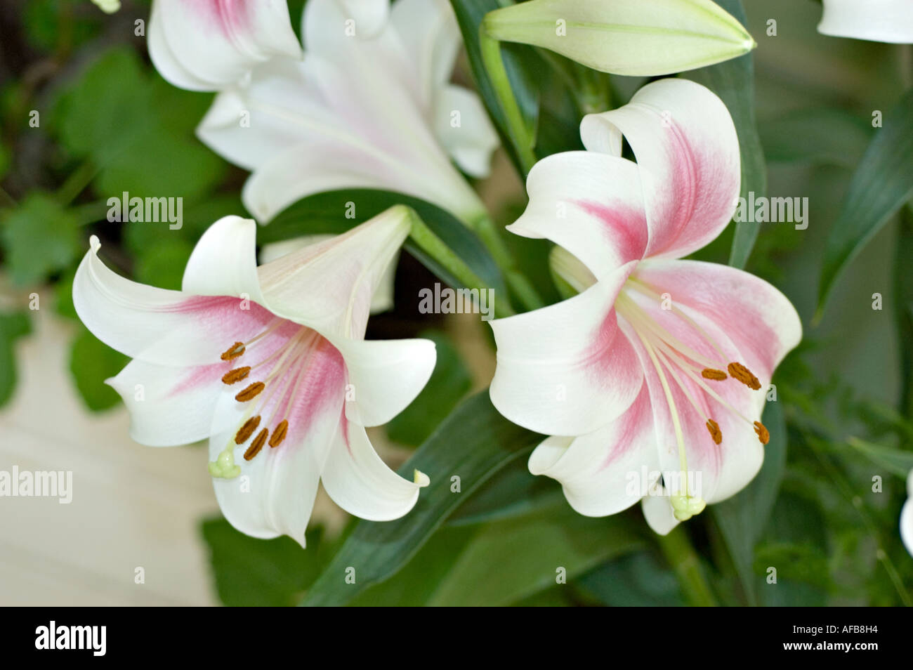 Close-up flower arrangement of white pink daylily or day lily lilaceae  lilium with green leaves in soft natural light Stock Photo - Alamy