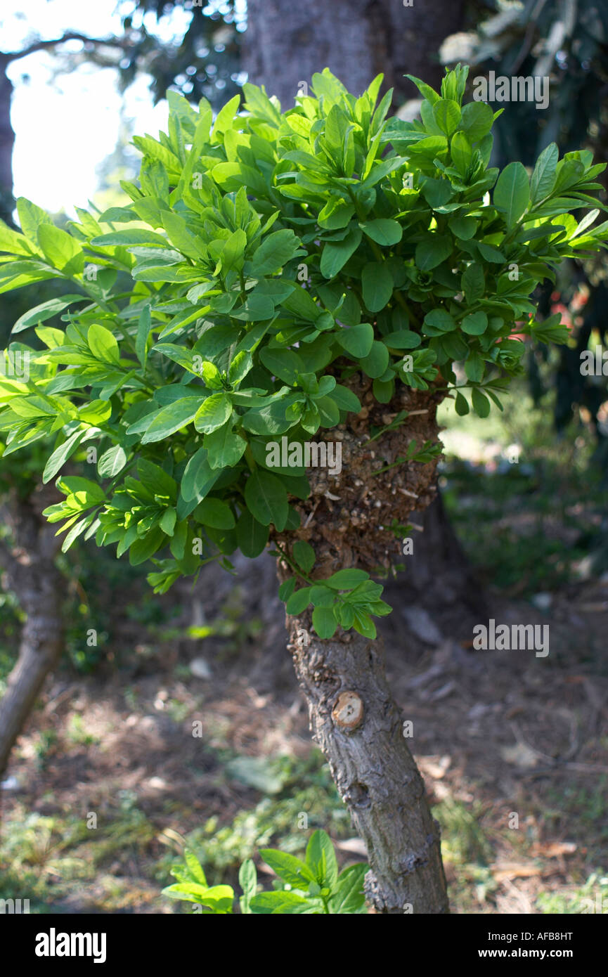 Flueggea tinctoria, Securinega buxifolia Stock Photo