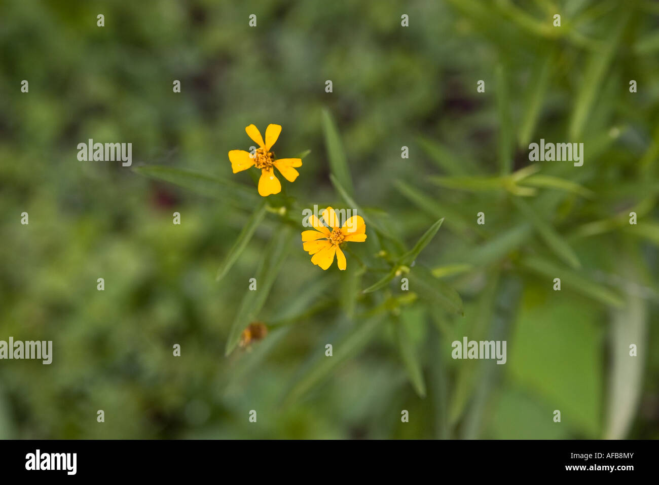 Mexican tarragon flower Stock Photo Alamy