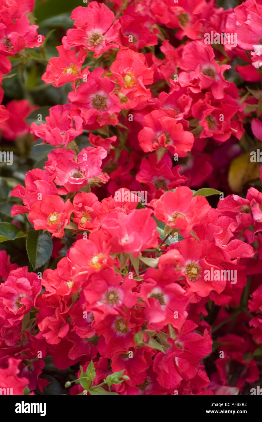 Red rose Sommerabend W Kordes Sohne Germany 1995 Stock Photo