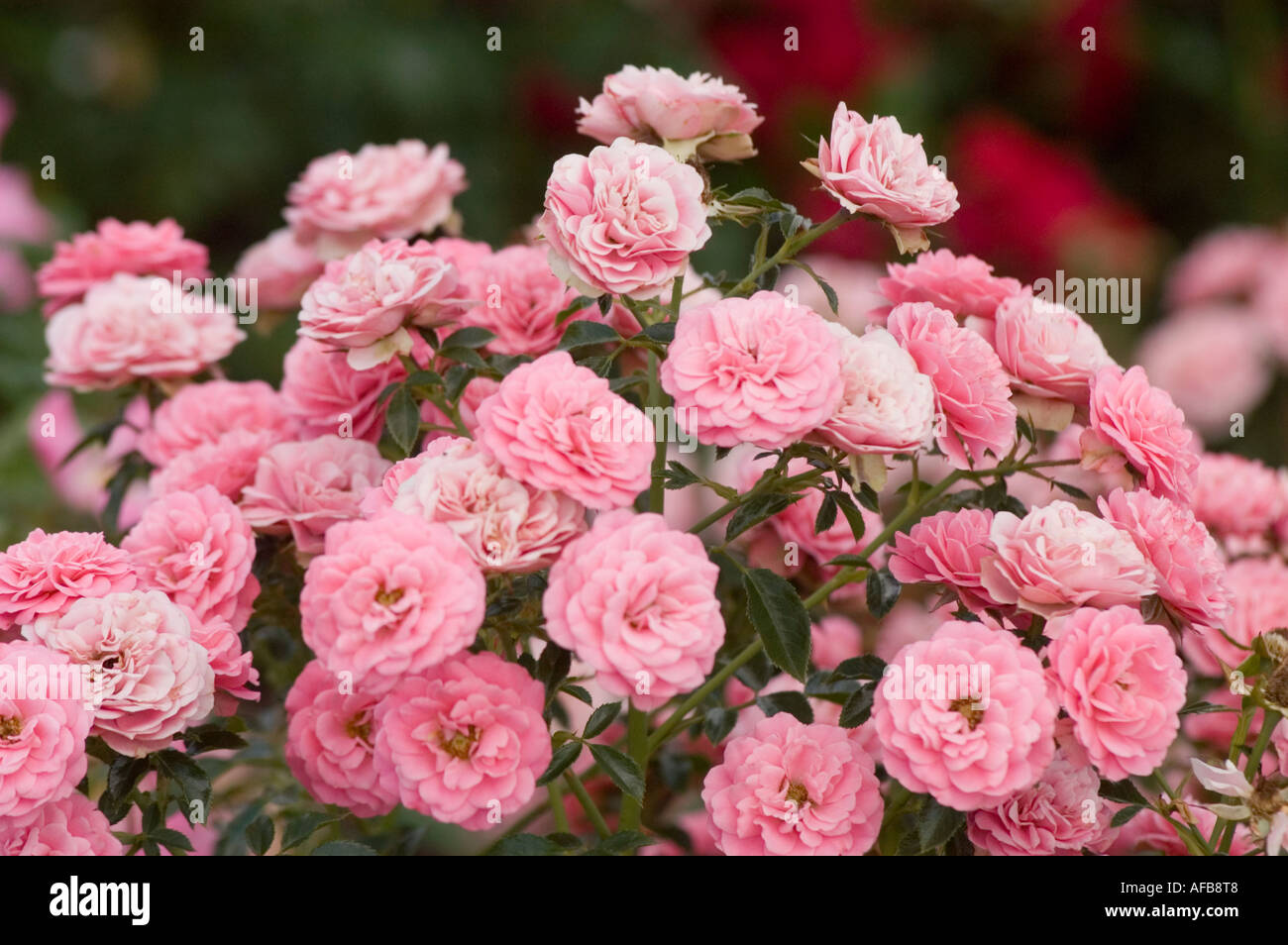 Many flowers of pink rose Felice Stock Photo - Alamy