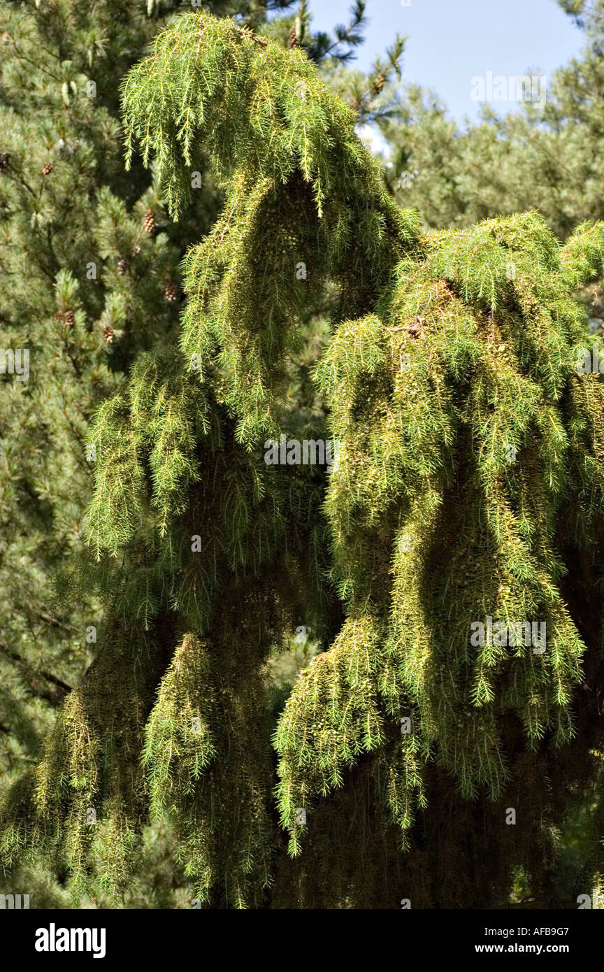 Needle Juniper tree Juniperus rigida Stock Photo