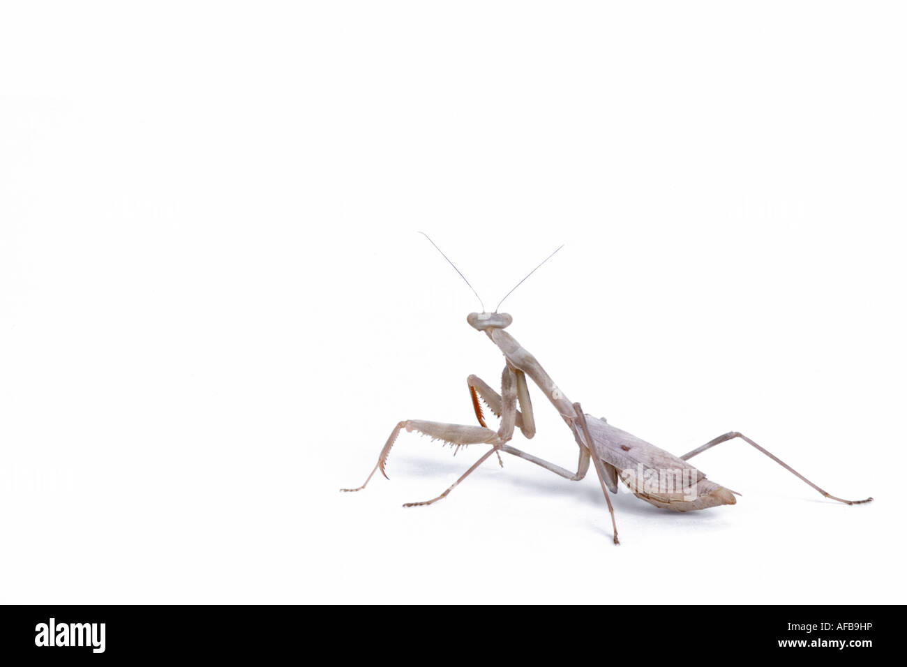 Arizona Praying Mantid Stock Photo Alamy