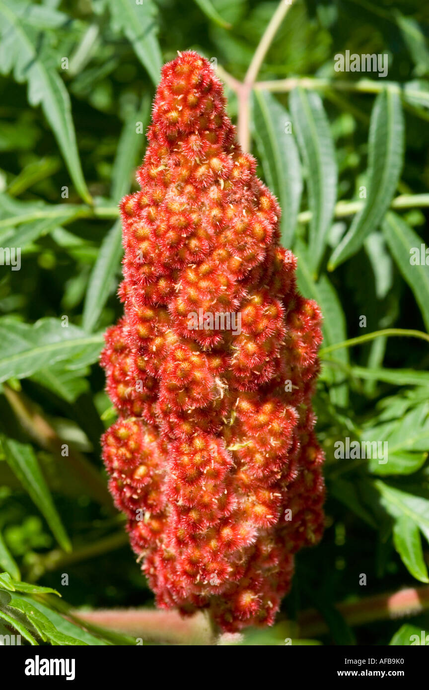 Staghorn Sumac Vinegar Tree Anacardiaceae Rhus typhina Stock Photo Alamy