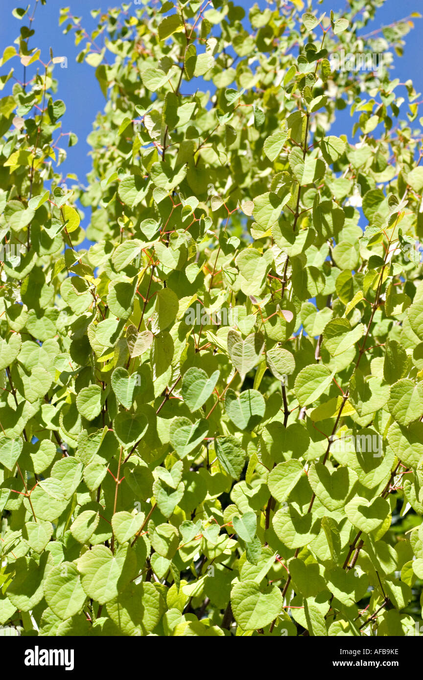 Leaves Of Katsura Tree Cercidiphyllaceae Cercidiphyllum Japonicum Japan leaves-of-katsura-tree-cercidiphyllaceae-cercidiphyllum-japonicum-japan