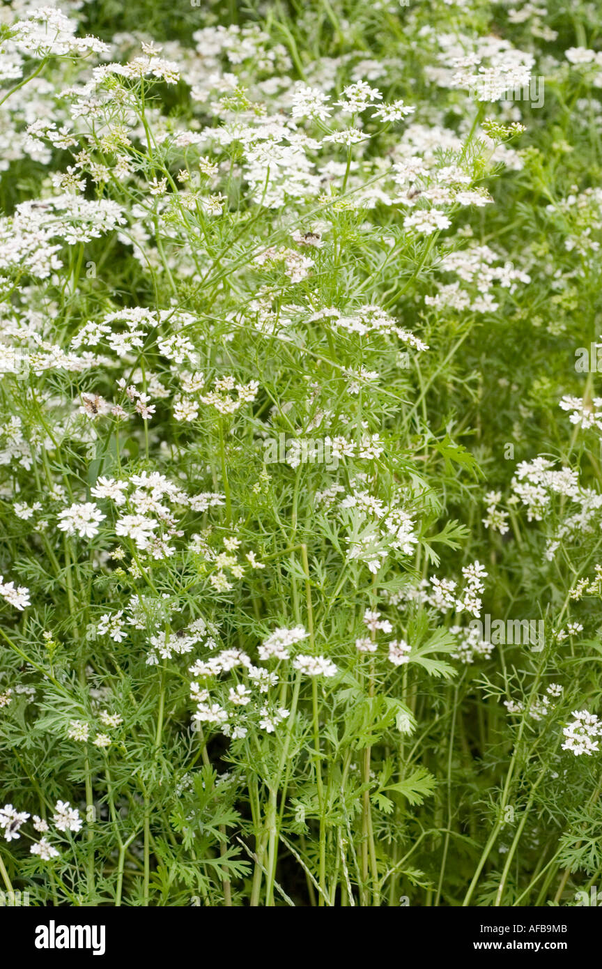 White flowers of coriander Apiaceae Coriandrum sativum Stock Photo