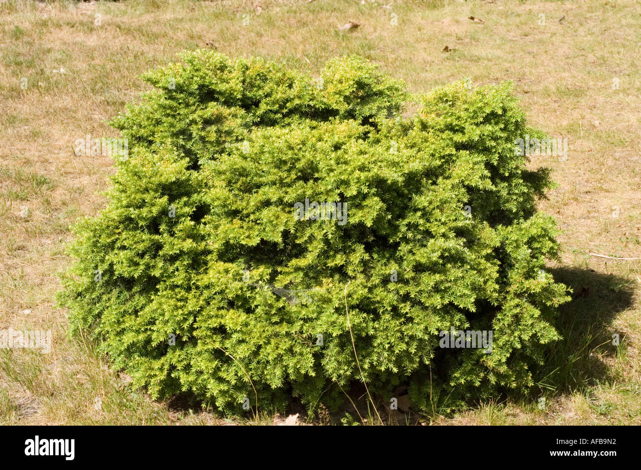 Canadian Eastern Hemlock Pinaceae Tsuga Canadensis Nana Stock Photo