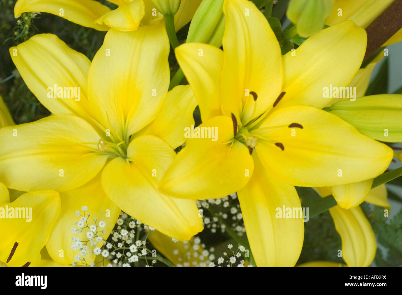 Flower arrangement of yellow daylily or day lily Pavia lilaceae lilium ...