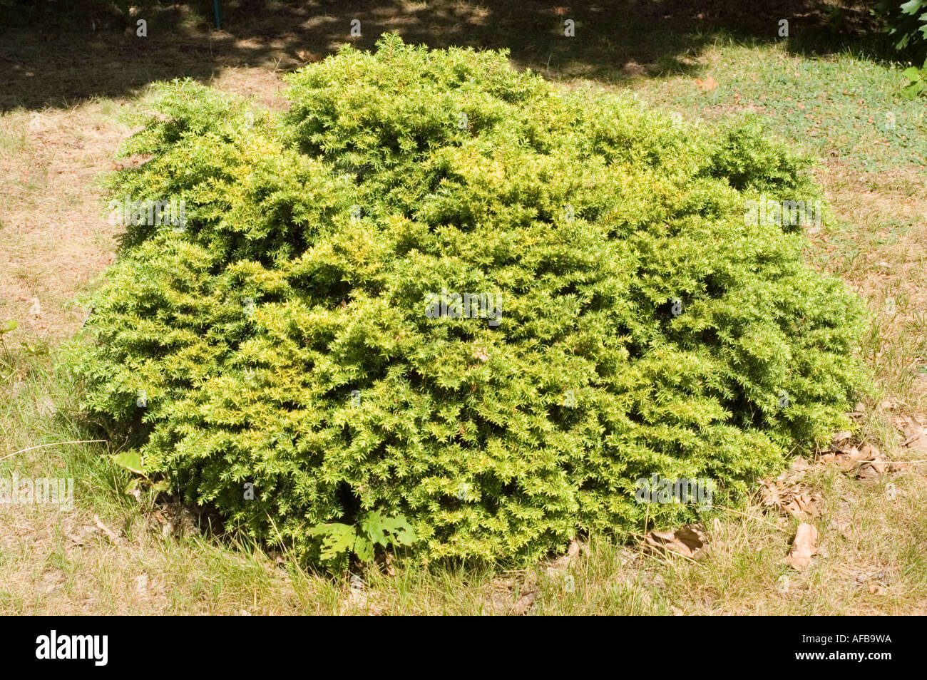 Canadian Eastern Hemlock Pinaceae Tsuga Canadensis Nana Stock Photo
