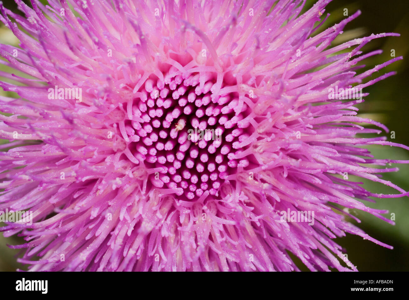 Thistle flower (Eryngium Stock Photo Alamy