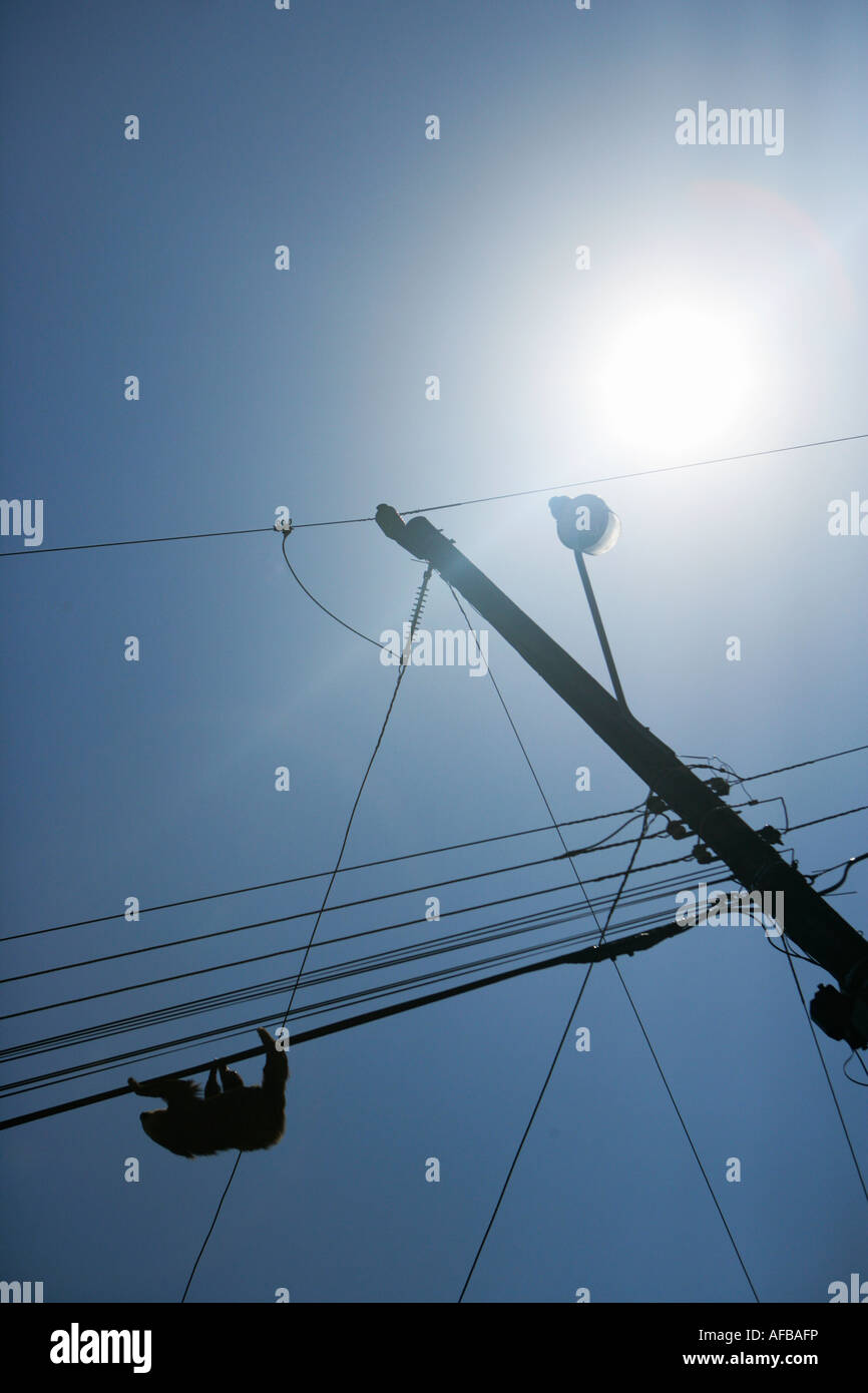 Silhouette of a sloth walking down a telephone line in Cahuita, Costa Rica Stock Photo