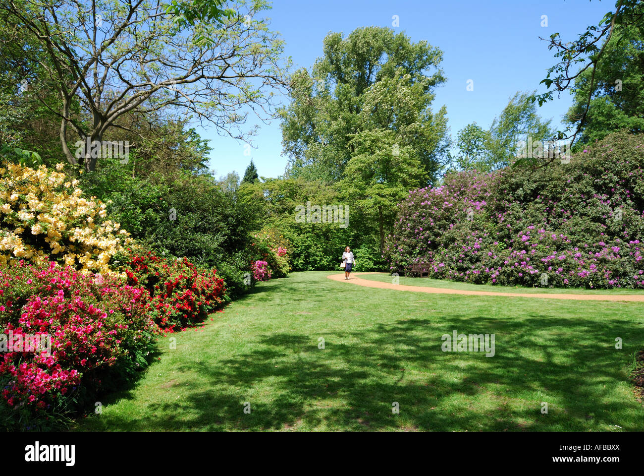 Rhododendrons walkway, Savill Gardens, Windsor Great Park, Englefield