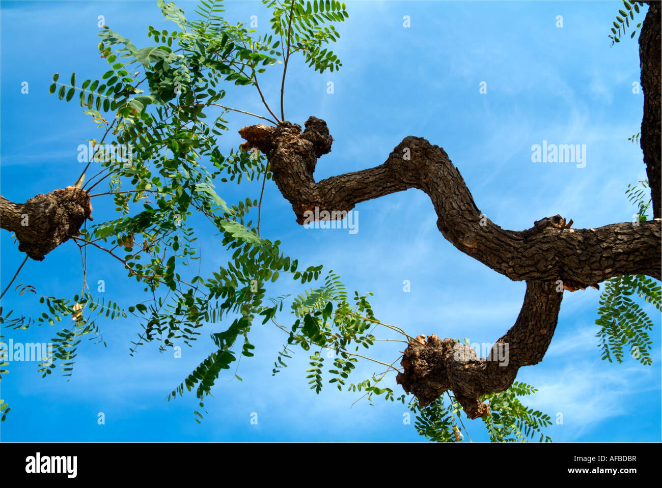 Tree in Spain Stock Photo - Alamy