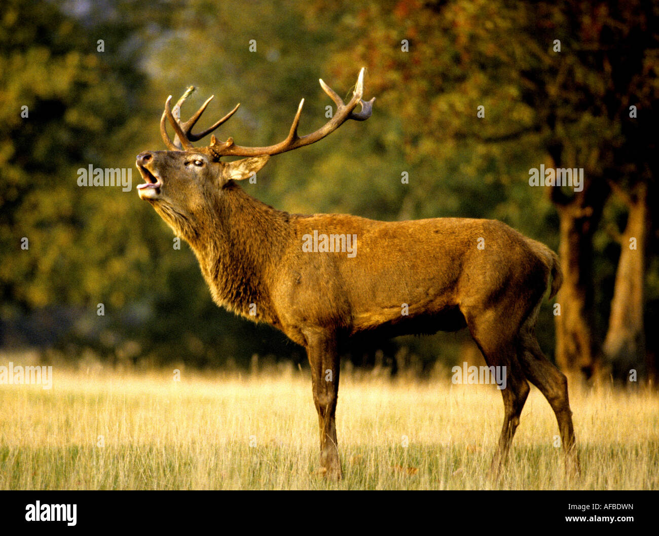 Fountains Abbey Deer Park, Studley Royal, North Yorkshire, England, UK