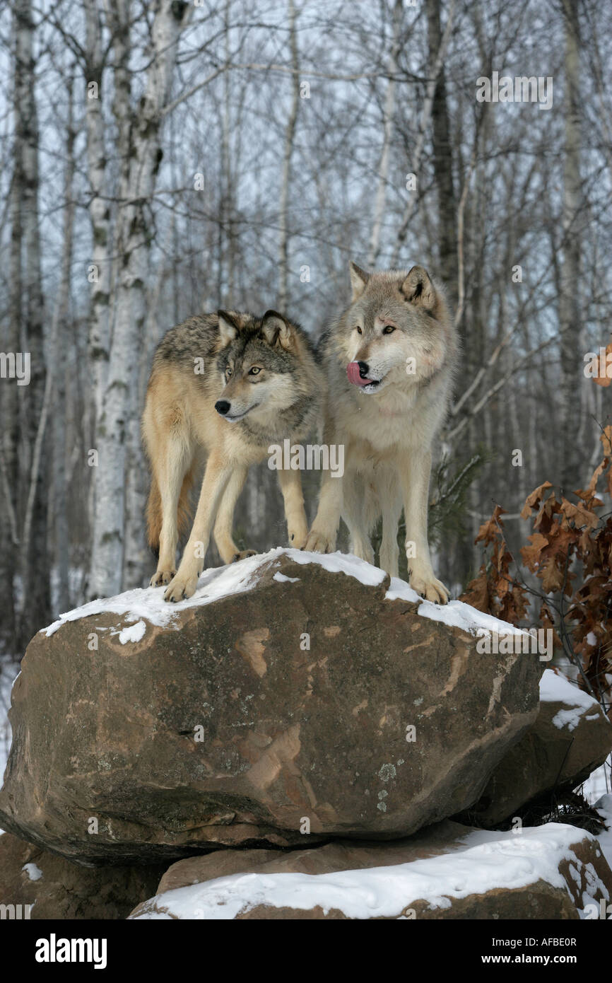 Grey wolf Canis lupus Stock Photo - Alamy