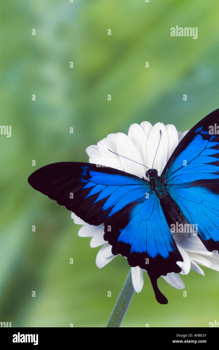 Blue Mountain Swallowtail on flower 'Papilio ulysses ulysses' - Indonesia Stock Photo