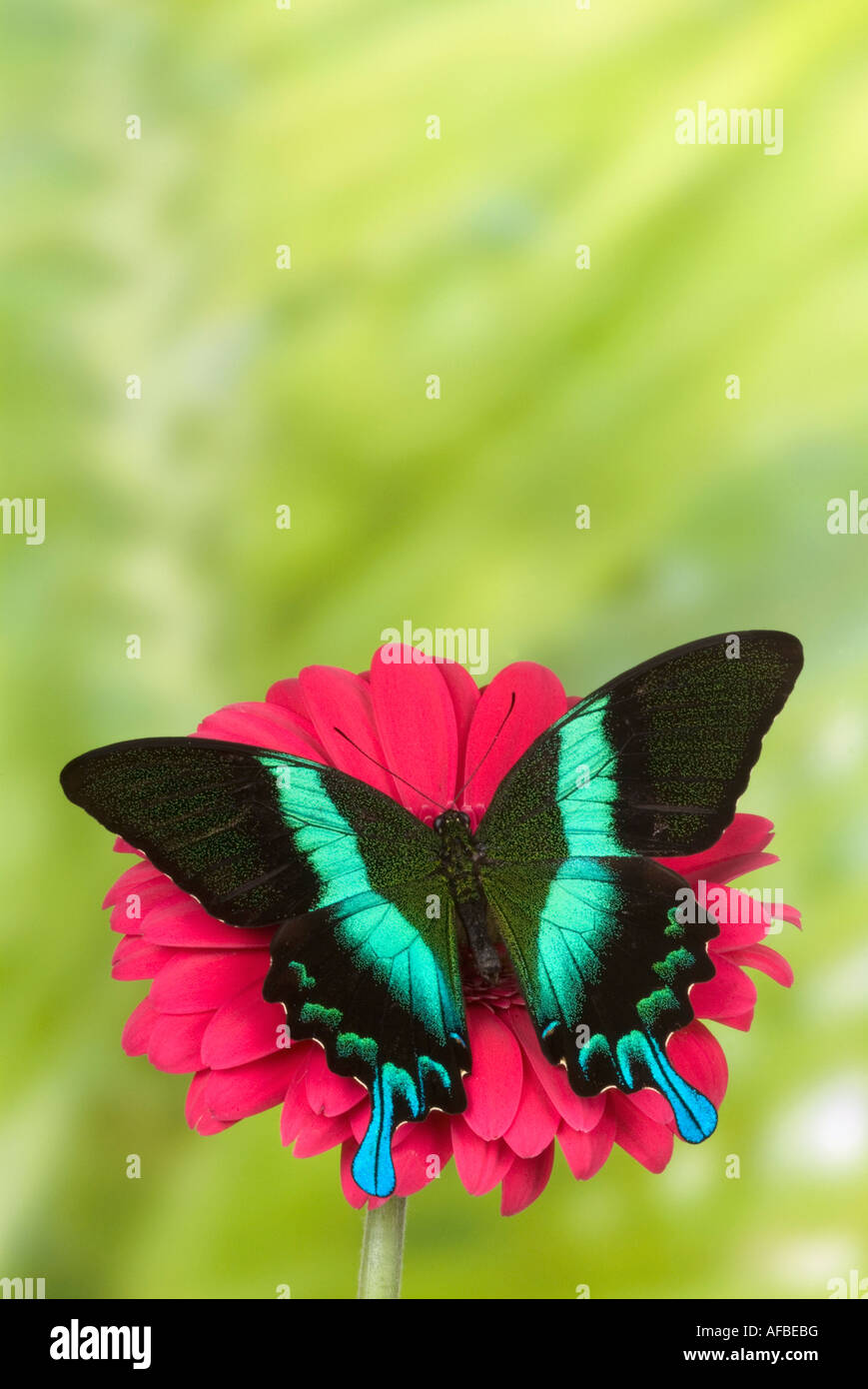 Peacock Butterfly on flower 'Papilio palinurus' Malaysia Stock Photo
