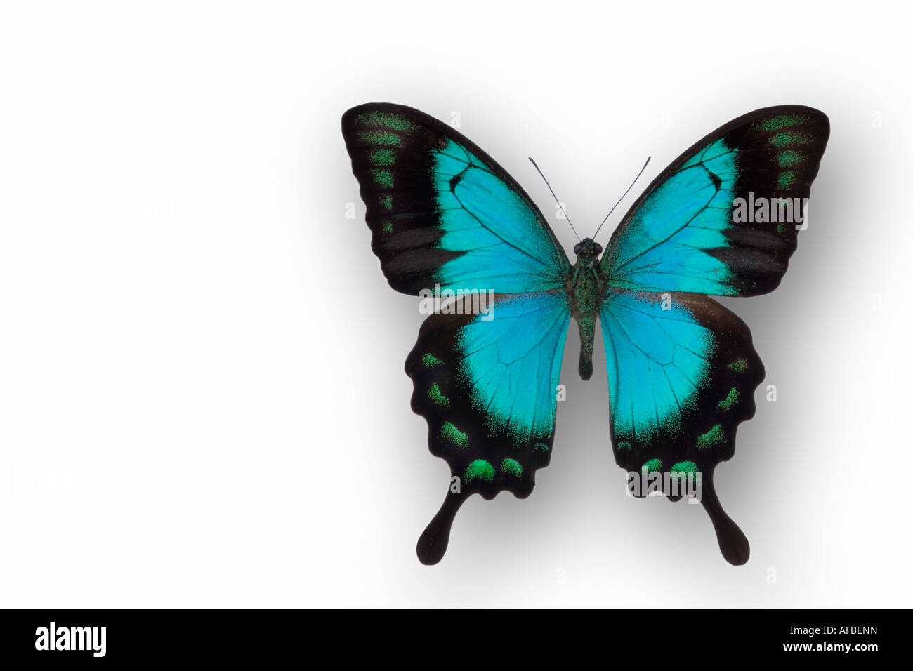 Male Gloss Swallowtail butterfly from Indonesia Stock Photo