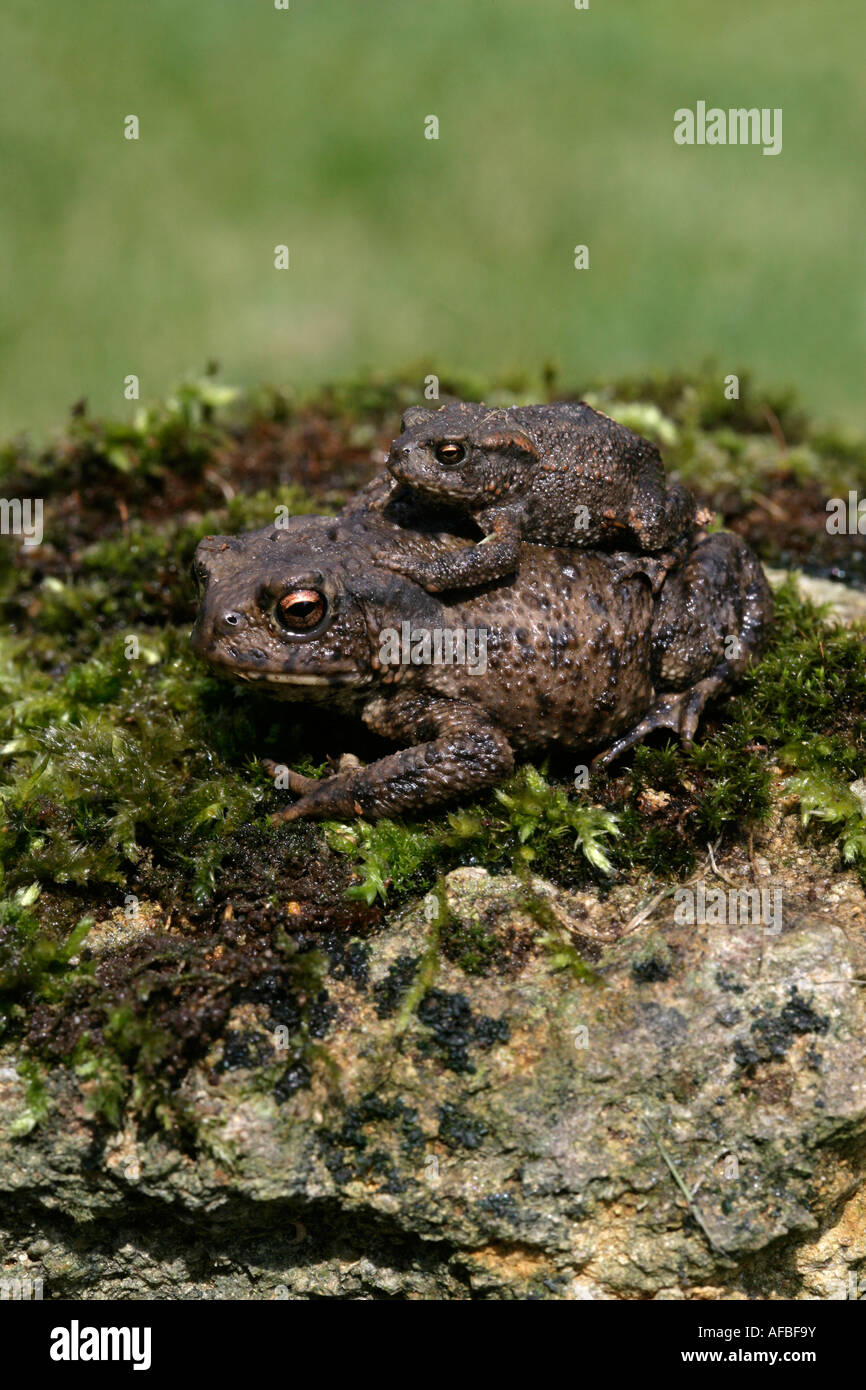 Common toad Bufo bufo Wiltshire Stock Photo