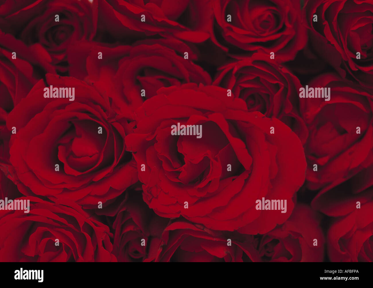 Red Roses Stock Photo