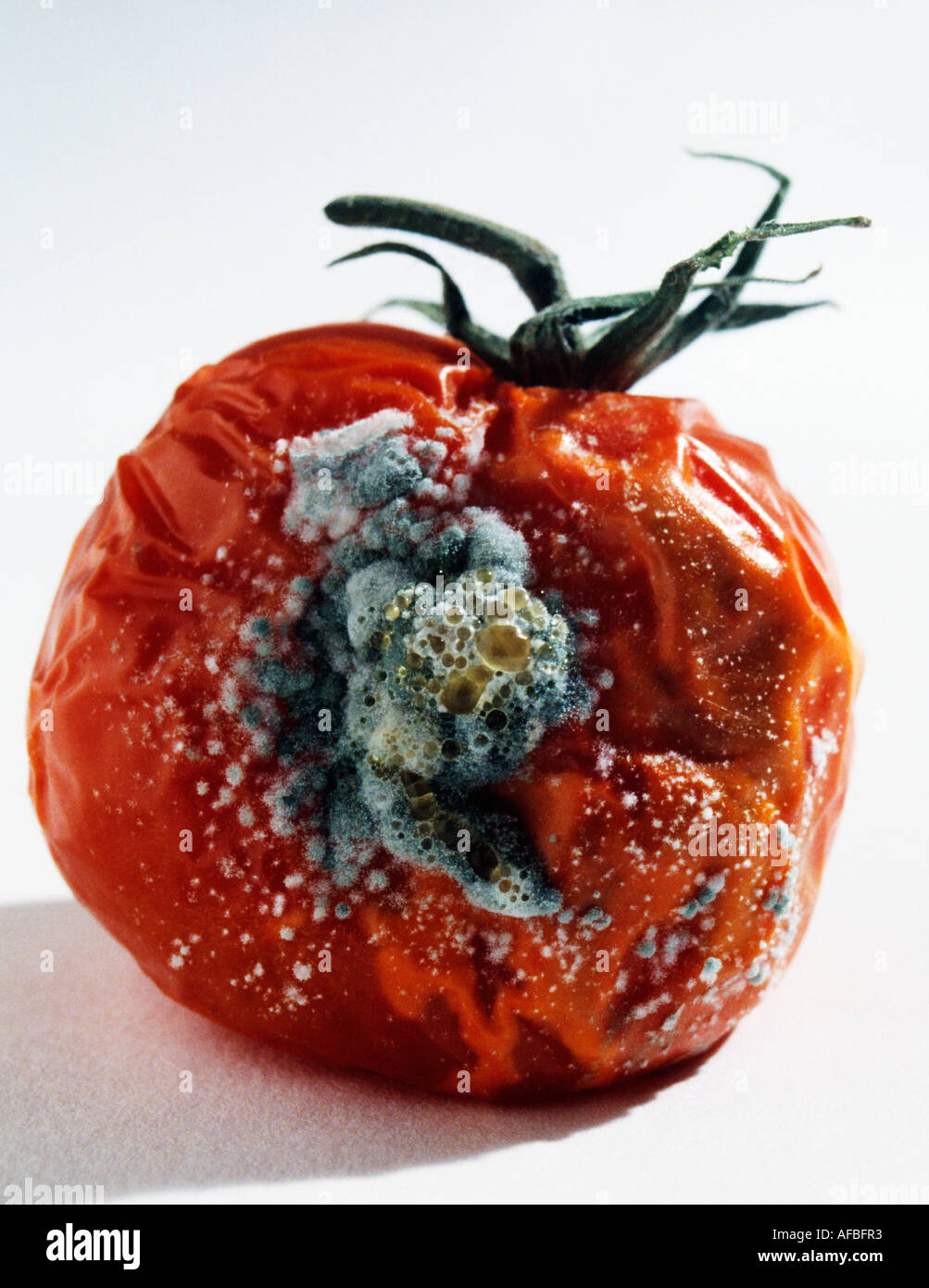 Rotten tomato stock photography images - Alamy