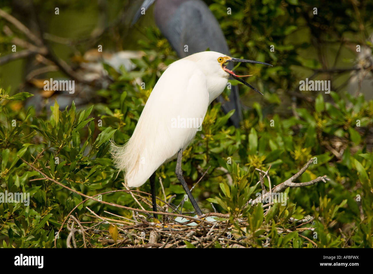 Snowy Egret (Egretta thula) on Nest with Eggs. Louisiana, USA Stock Photo