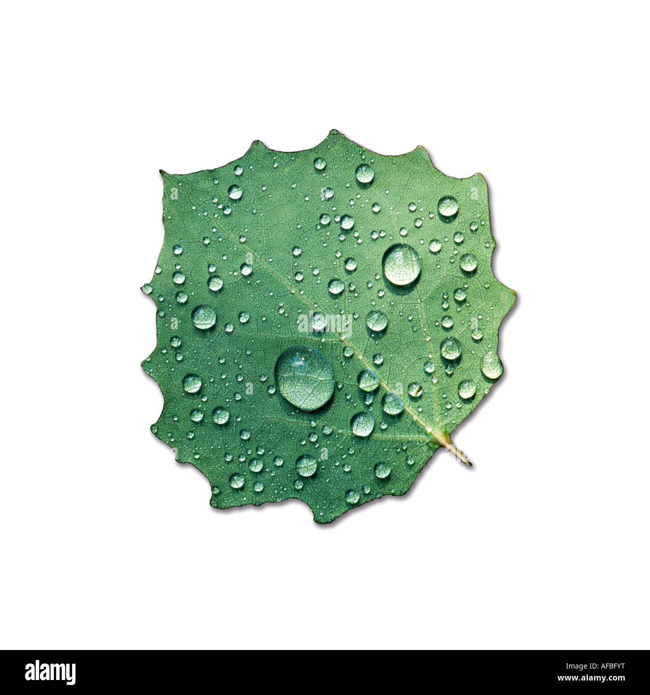 Big toothed aspen leaf with dew drops against white background stock