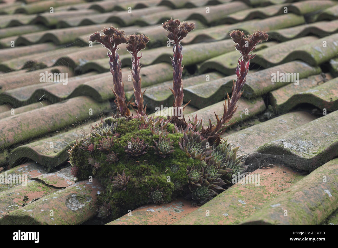 House leeks on old tiled roof with flower spikes UK August Stock Photo