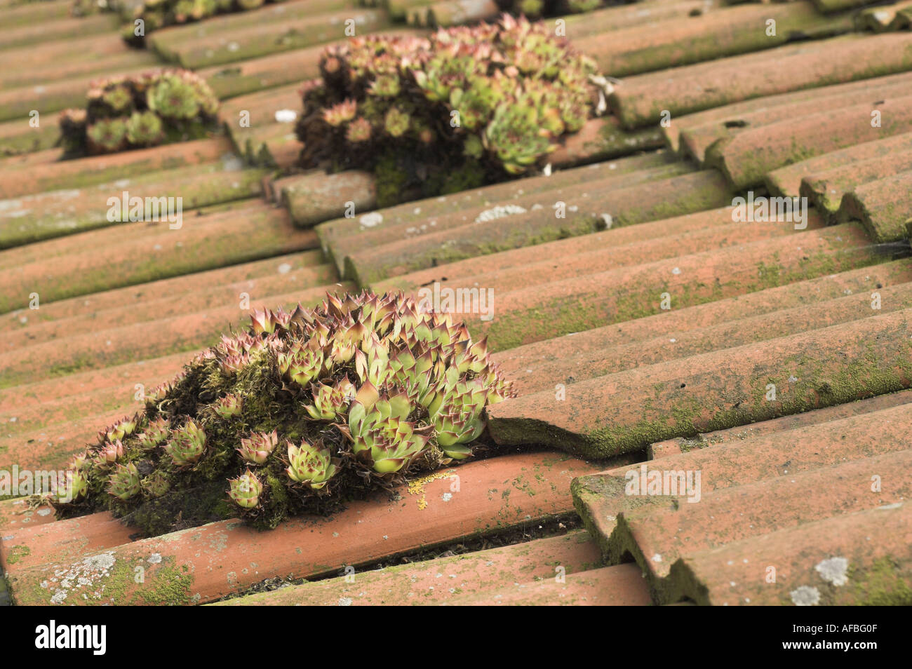 House leeks on old tiled roof Uk August Stock Photo