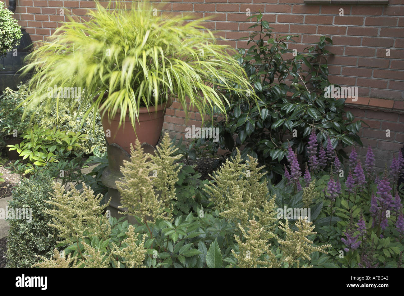 perennial plants in a shady border UK August Stock Photo Alamy