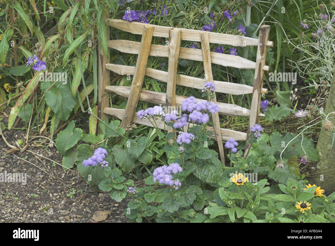 rustic hurdle feature in cottage garden in late summer UK August Stock Photo