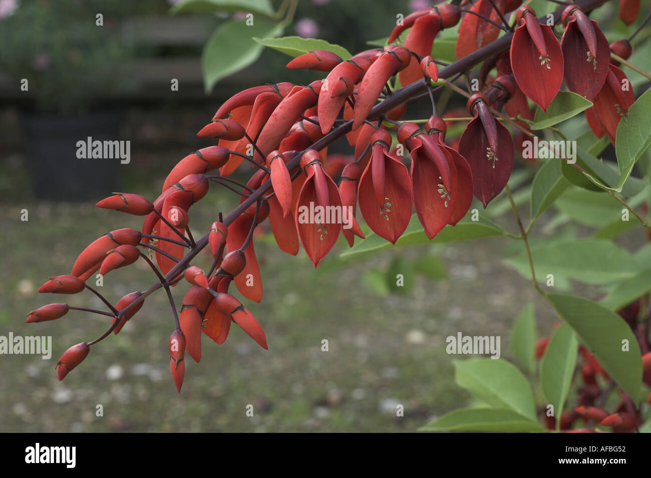erythrina crista galli coral tree close up of flowers August UK Stock Photo