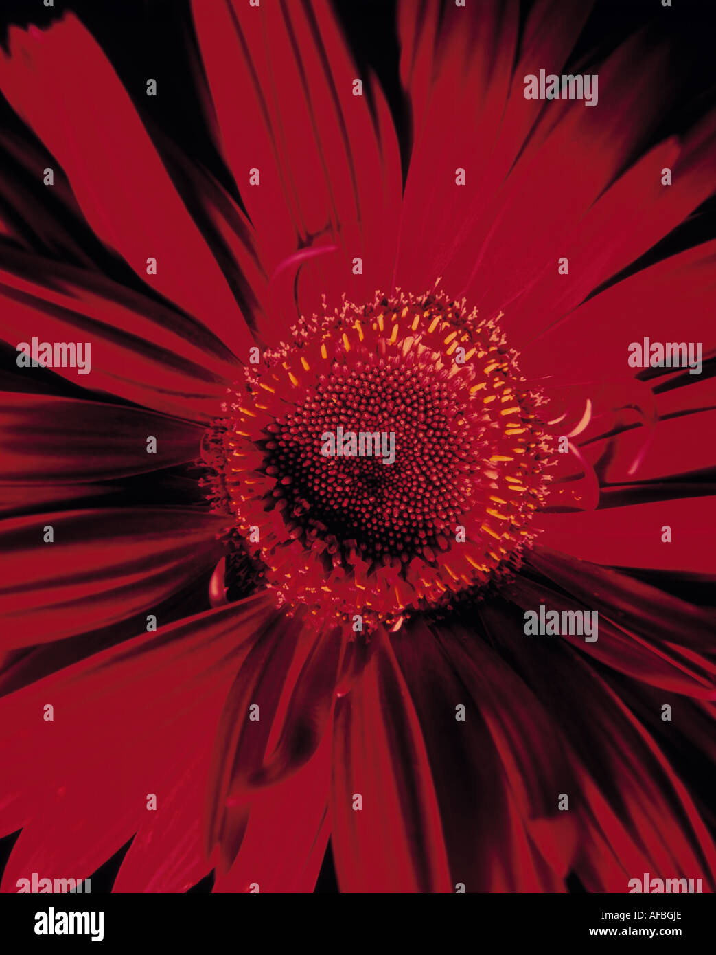 Red gerboa flower head Stock Photo