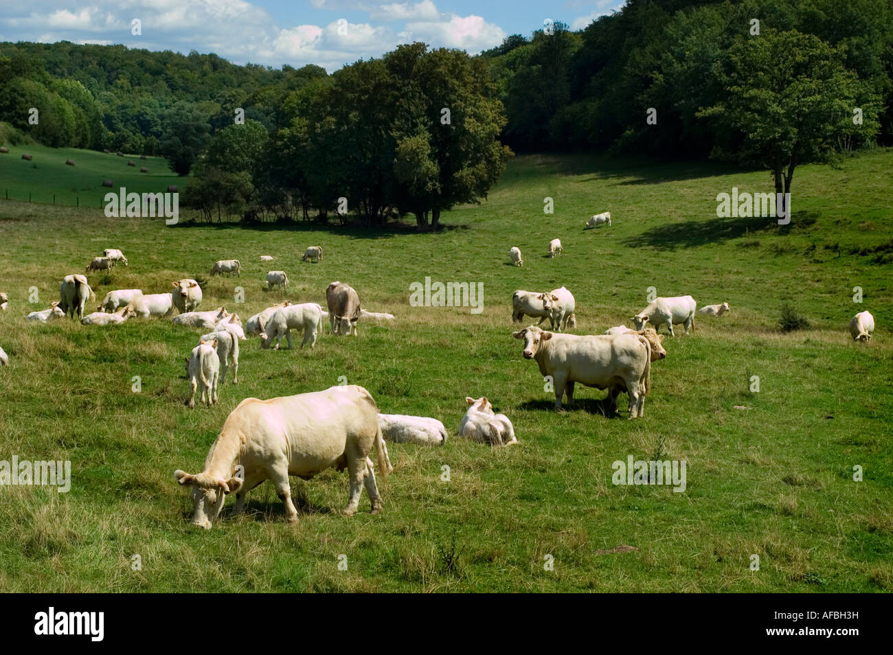 France French Farm cows cow White Charollais Stock Photo Alamy